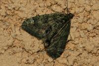 Chloroclysta siterata