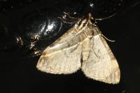 Dysstroma truncata
