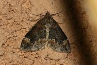 Dysstroma truncata