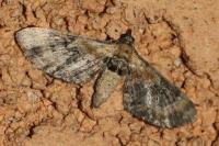 Eupithecia linariata/pulchellata/pyreneata