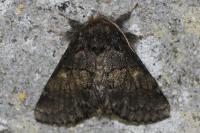 Gluphisia crenata