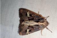 Trigonophora flammea