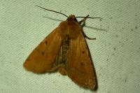Agrochola lychnidis