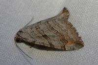 Aplocera efformata/plagiata