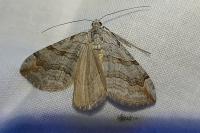 Aplocera efformata/plagiata