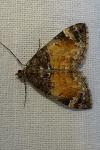 Dysstroma truncata