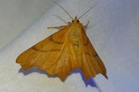 Ennomos erosaria