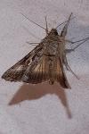 Autographa gamma