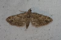Gymnoscelis rufifasciata