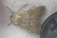 Hoplodrina ambigua