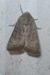 Hoplodrina ambigua