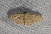 Idaea seriata