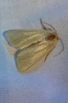 Mythimna pallens