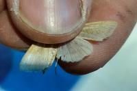 Mythimna pallens