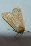Mythimna pallens