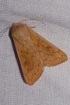 Mythimna vitellina