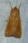 Mythimna vitellina