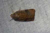 Noctua janthe