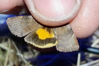 Noctua janthe