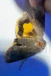 Noctua janthe