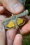 Noctua pronuba