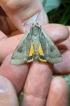 Noctua pronuba