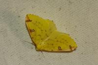Opisthograptis luteolata