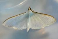 Palpita vitrealis