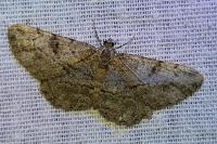 Peribatodes rhomboidaria rhomboidaria