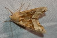 Phlogophora meticulosa