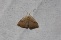 Rivula sericealis