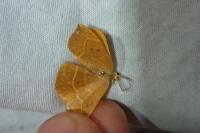 Watsonalla binaria