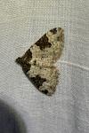 Xanthorhoe fluctuata