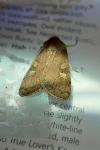 Xestia xanthographa