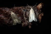 Schrankia costaestrigalis
