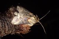 Abrostola