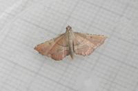 Endotricha flammealis
