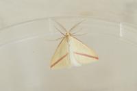 Rhodometra sacraria