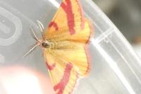 Lythria purpuraria