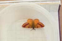 Lythria purpuraria