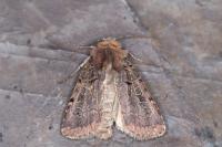 Chersotis rectangula