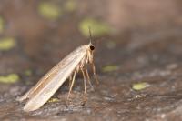 Manulea complana
