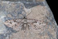 Eupithecia pusillata