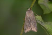 Euxoa decora simulatrix