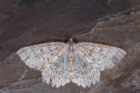 Gnophos furvata