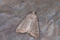 Hoplodrina ambigua