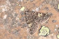 Idia calvaria