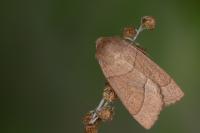 Mesogona acetosellae