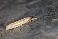 Agriphila tristella