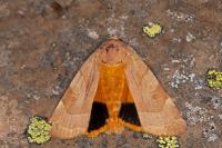 Noctua fimbriata